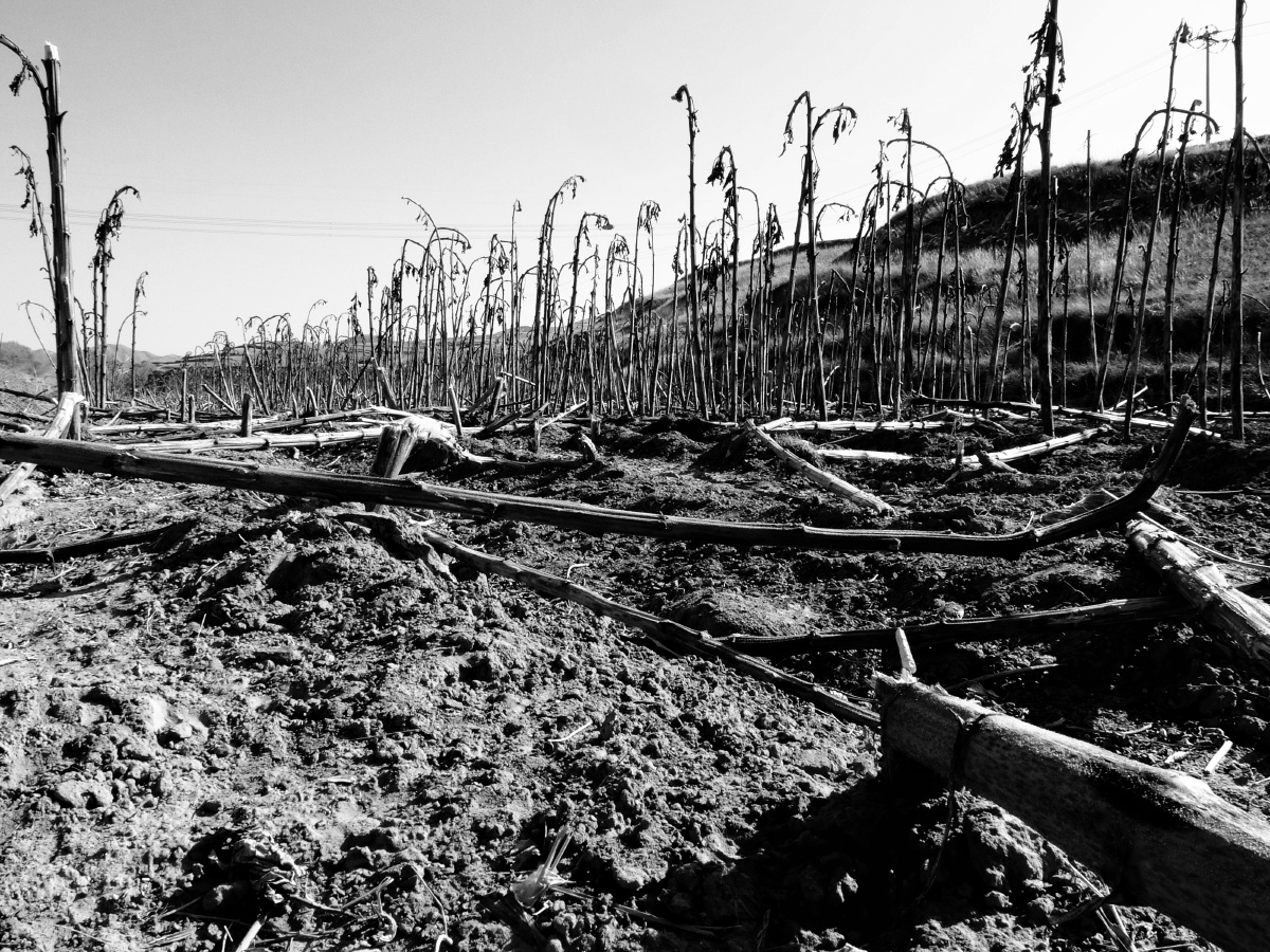 那片贫瘠的土地