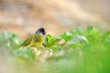 DSC_4767 拷贝