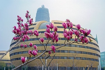 彭强《一枝玉兰入画来1》13949065091