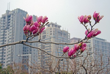 彭强《一枝玉兰入画来2》13949065091