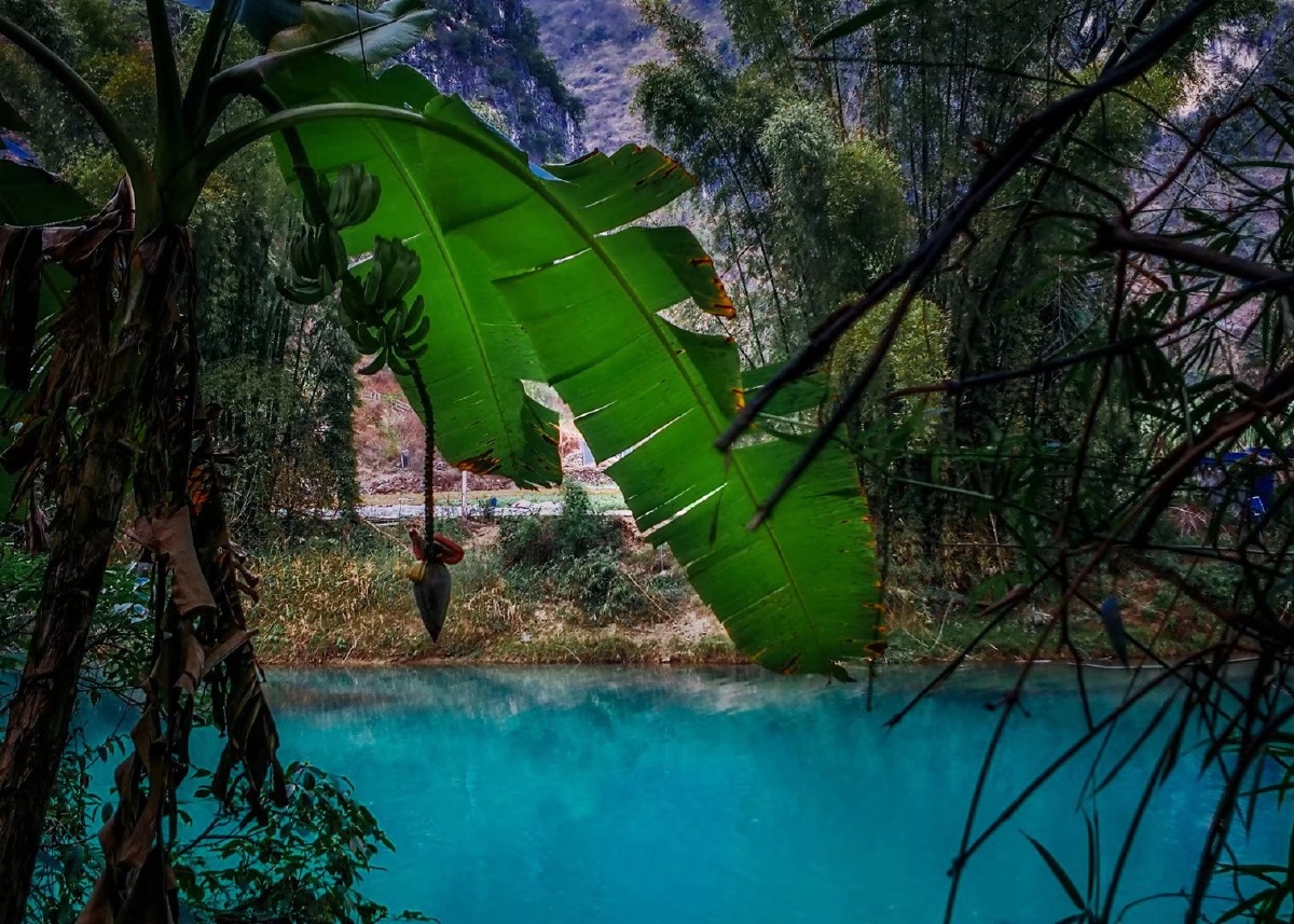 水边有棵芭蕉树