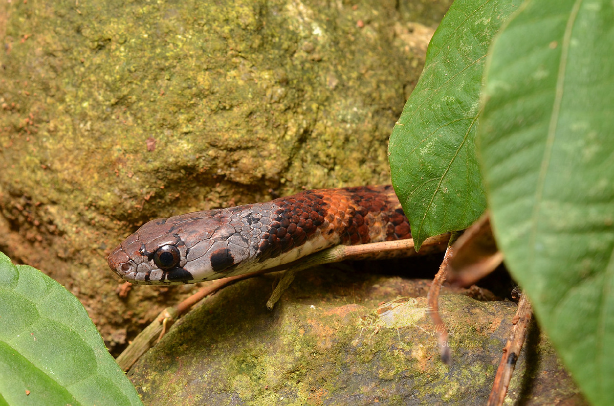 广东颈槽蛇 - 鸣虫子 - 图虫