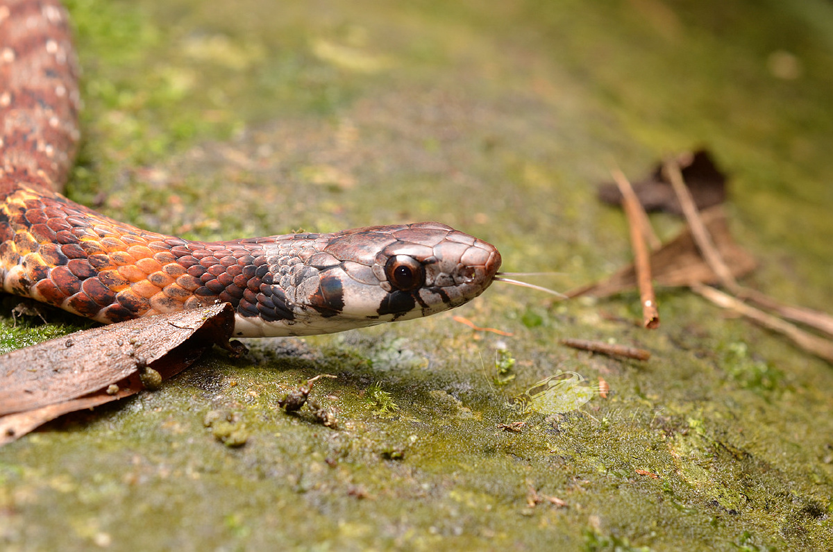 广东颈槽蛇 - 鸣虫子 - 图虫