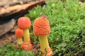 蘑菇 20130901-18 滇西_