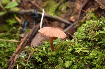 蘑菇 20130901-18 滇西3