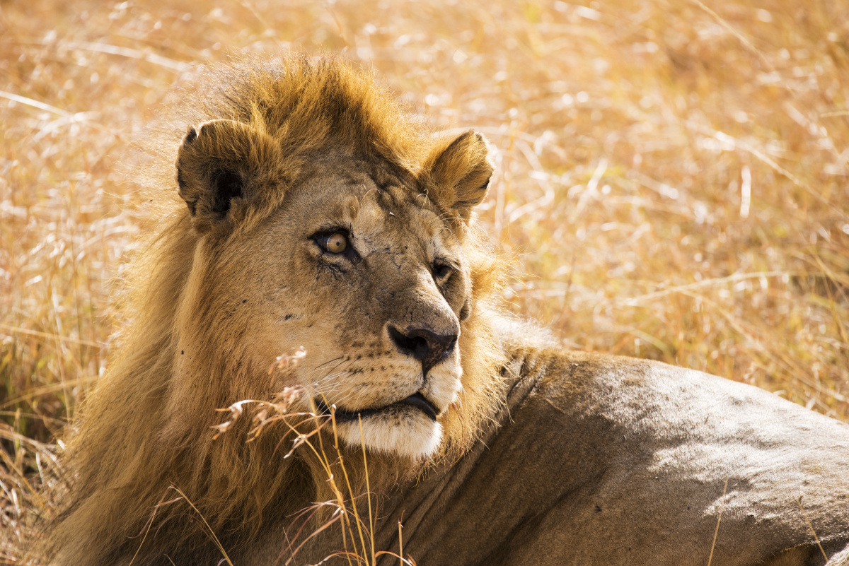 狂野非洲之雄狮