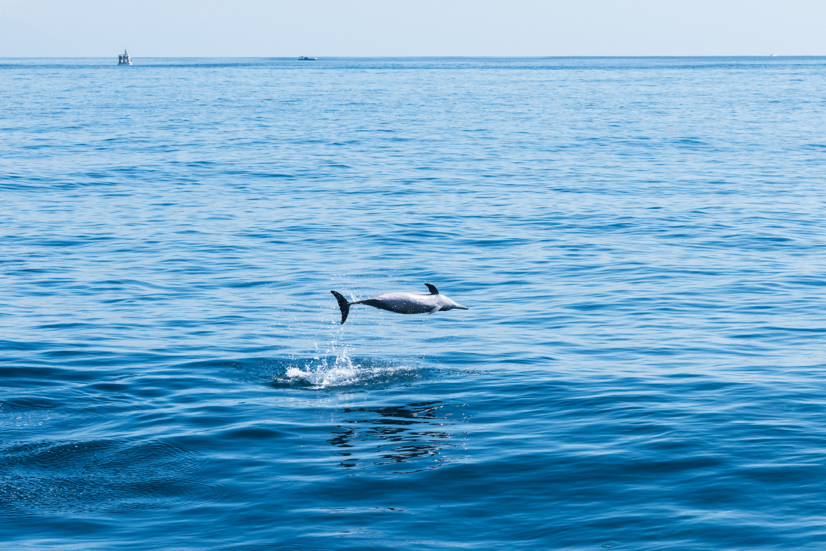 跳舞的海洋精灵 - acvince - 图虫