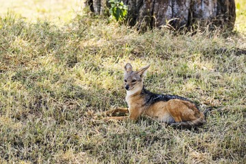 _DSC2732