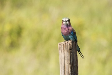 _DSC1778