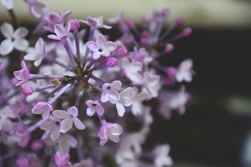 花3