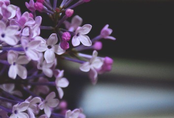 花4