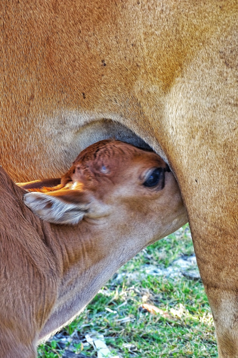 吃奶的小牛