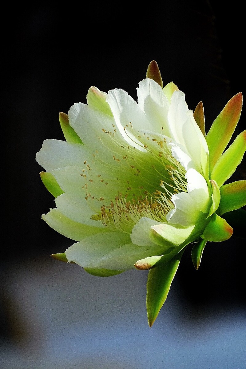 仙人掌的花