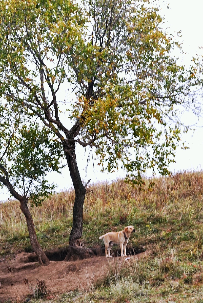树下的大黄狗