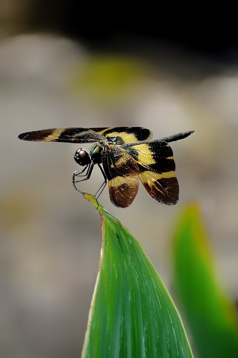 和蝴蝶一样的蜻蜓