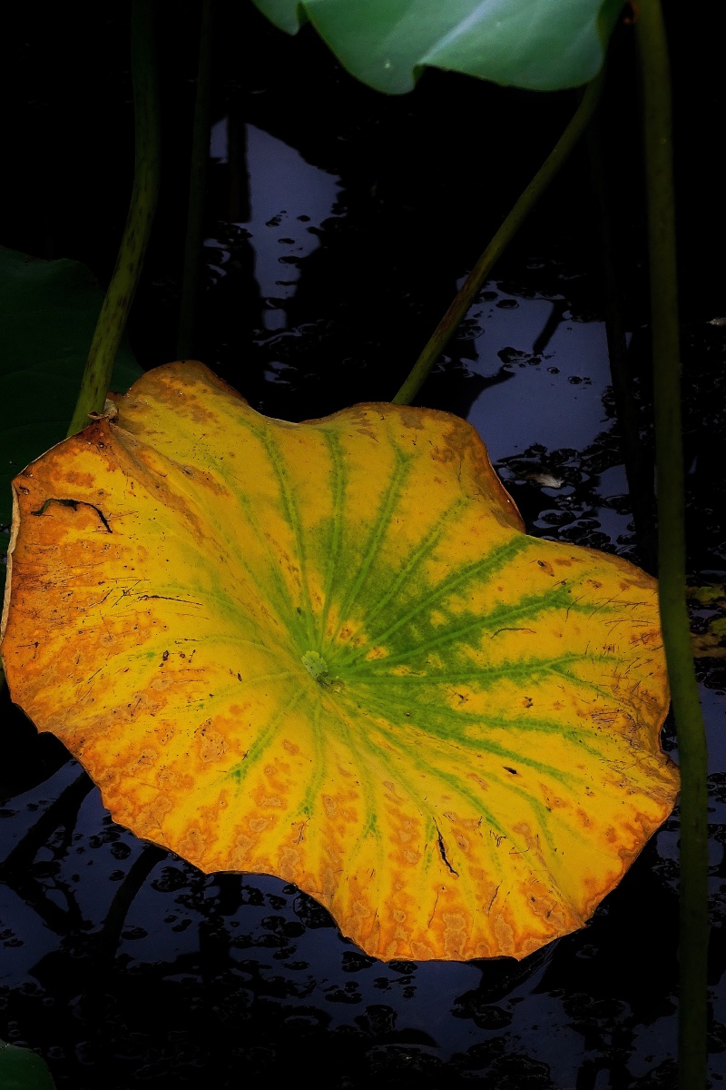 秋天来了荷叶黄了