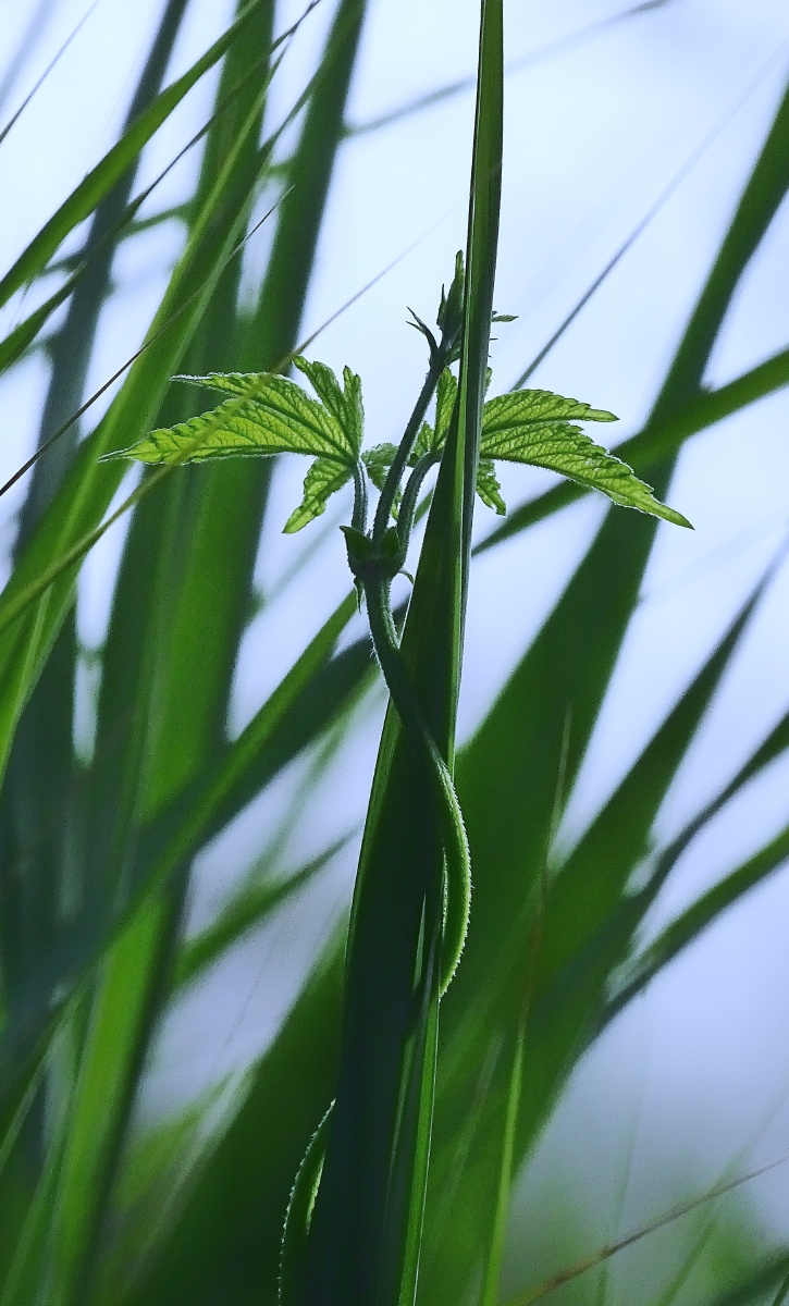 相依相偎