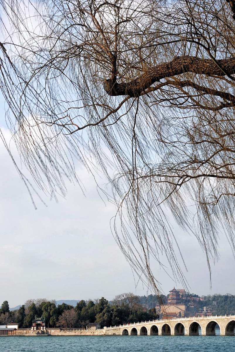 春风吹柳万千条