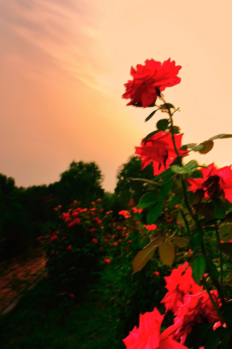 朝阳下的玫瑰
