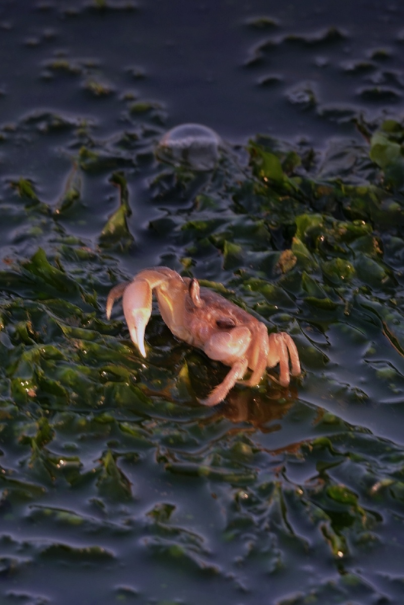 一只小海蟹
