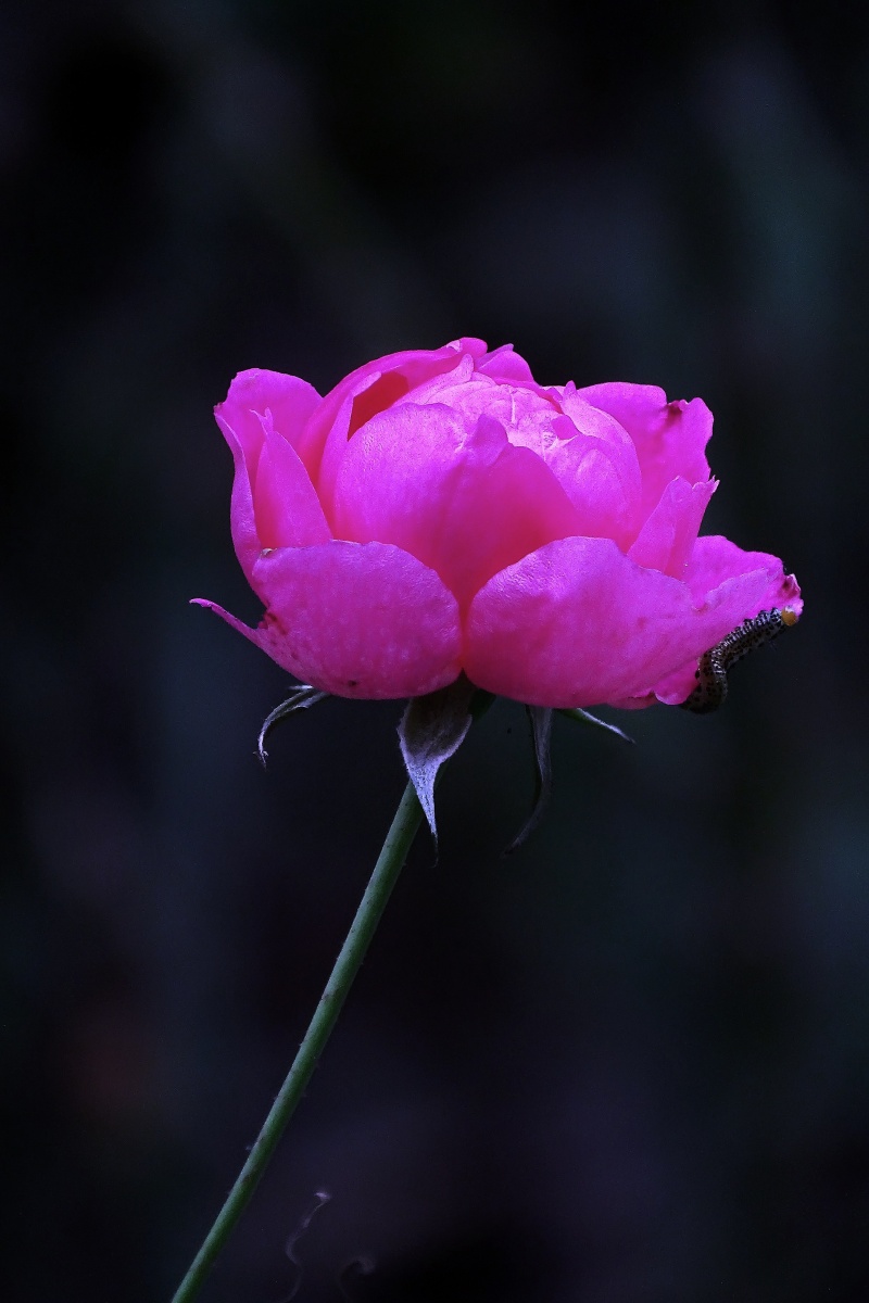 秋天里的一朵玫瑰花