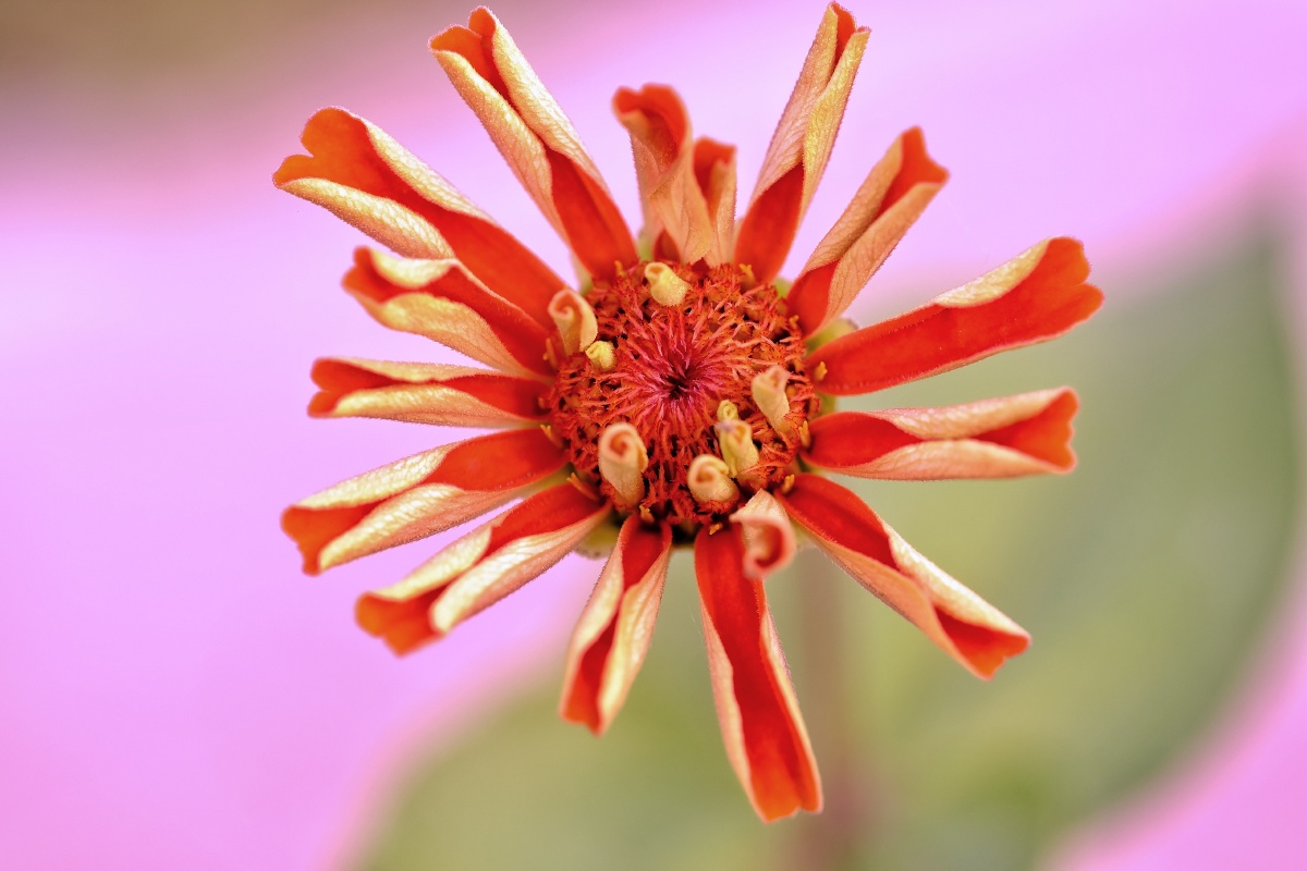美丽的花儿千千万只有你最好看