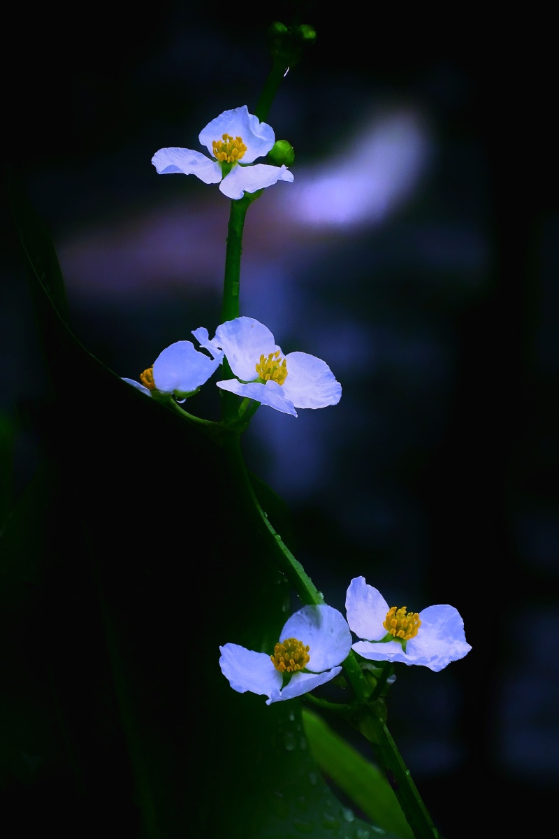 荷塘里的菱角花 - 你才来 - 图虫