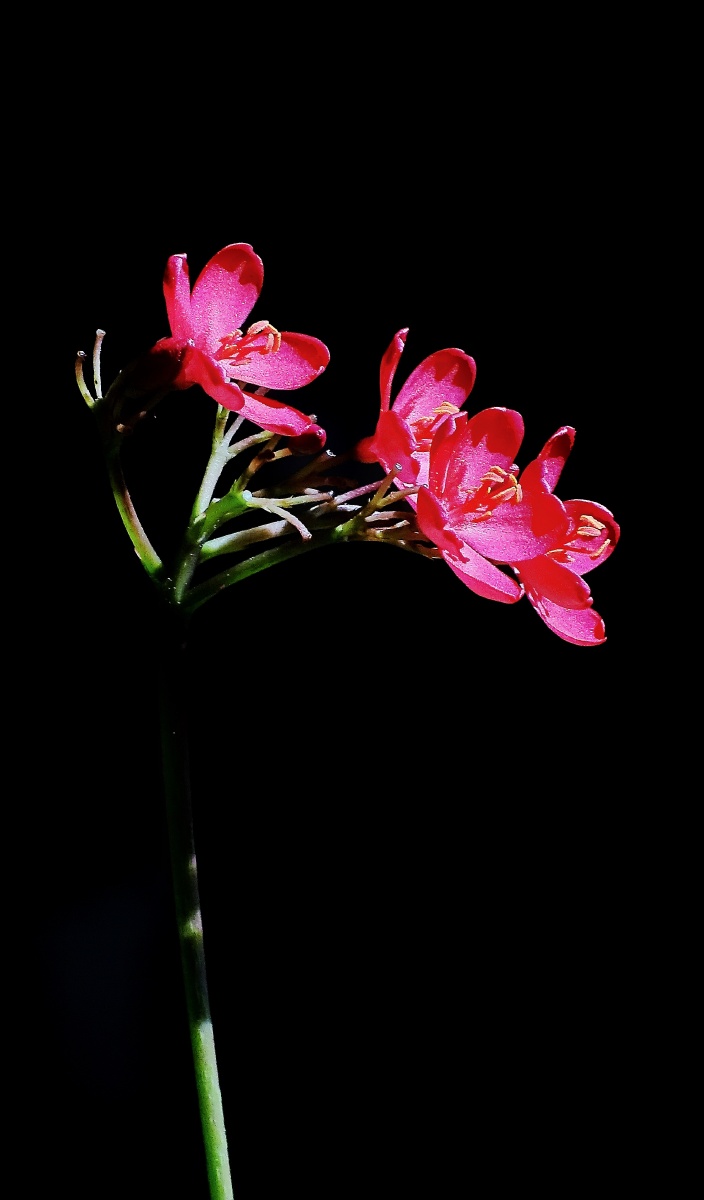 红花