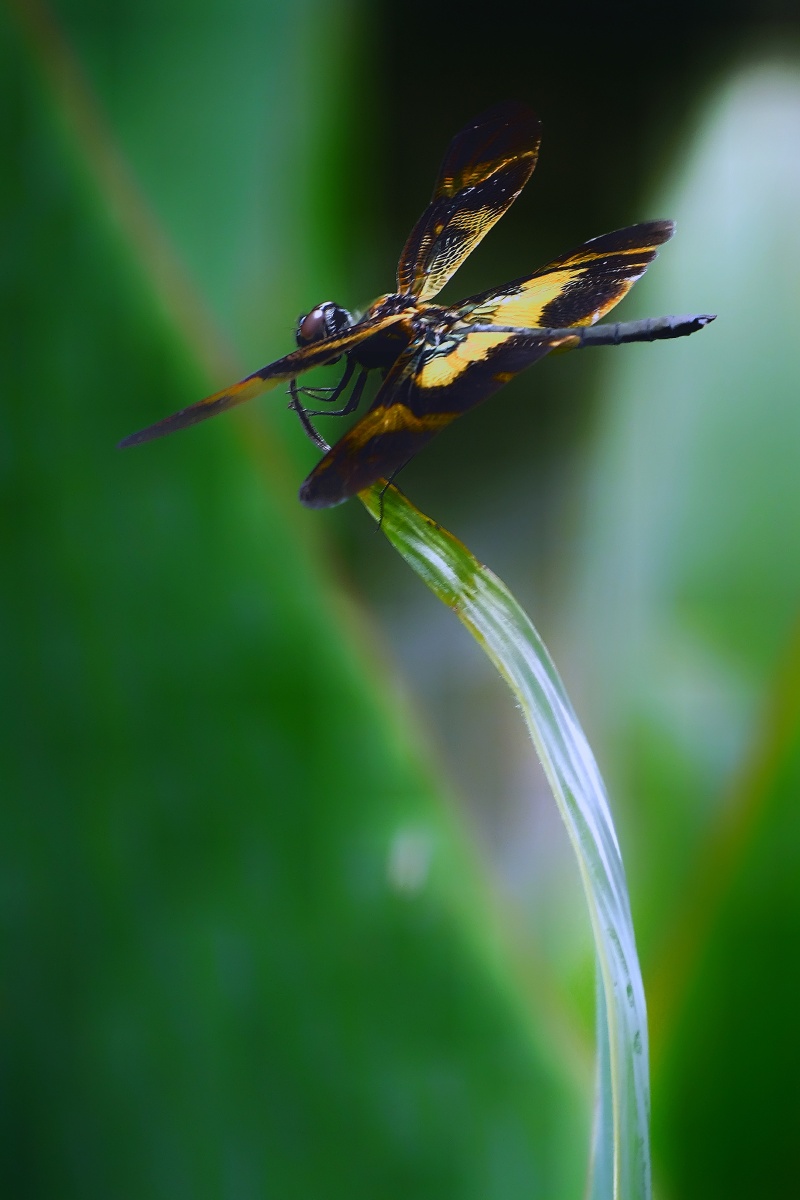 蜻蜓- 你才来 - 图虫