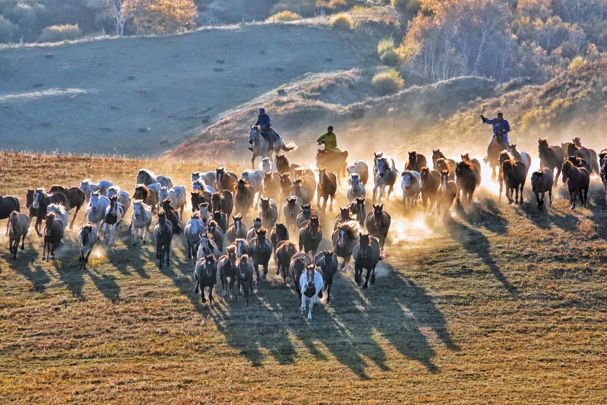 跑马溜溜的山上