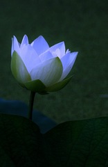 C7645ABA-65A2-4AD8-85E7-3B457D744E01/L0/001