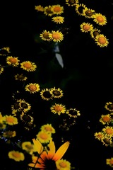 ED4FD736-9BCB-4C00-A065-761B8DEA361F/L0/001