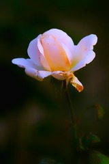 80262403-030B-4950-B593-F500A4E99B31/L0/001