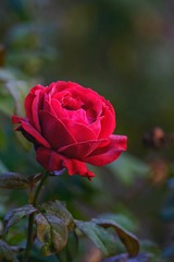 F7451155-8CC0-4603-861A-2C83A1E7C50C/L0/001