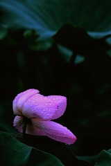 B2F4BCD8-10F1-4EFC-929C-654A8E2C8694/L0/001