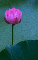 75A98072-A898-4EDB-9C27-D15C670AD8E2/L0/001