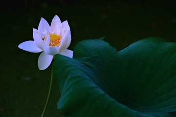 1BDD4999-DF8B-4F53-A98D-F8AE928BA84A/L0/001
