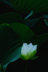 16EACE4A-F354-46CB-8FC3-9A3682A4C03F/L0/001