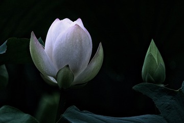 E8F7BA3D-6025-4FDD-9773-F3398497453F/L0/001