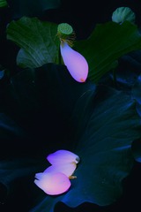 48753738-AC75-4F39-B9B4-5F0D78655A47/L0/001
