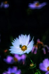 782315F4-DA60-4663-81C4-42F2256F203B/L0/001