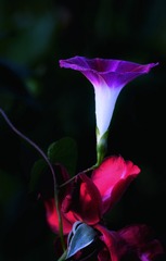 1033F09F-4970-4CB1-89E5-8F511C9E0B77/L0/001