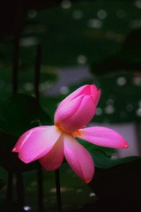 06C560F0-9D7D-4BF3-838F-30184CC80F90/L0/001