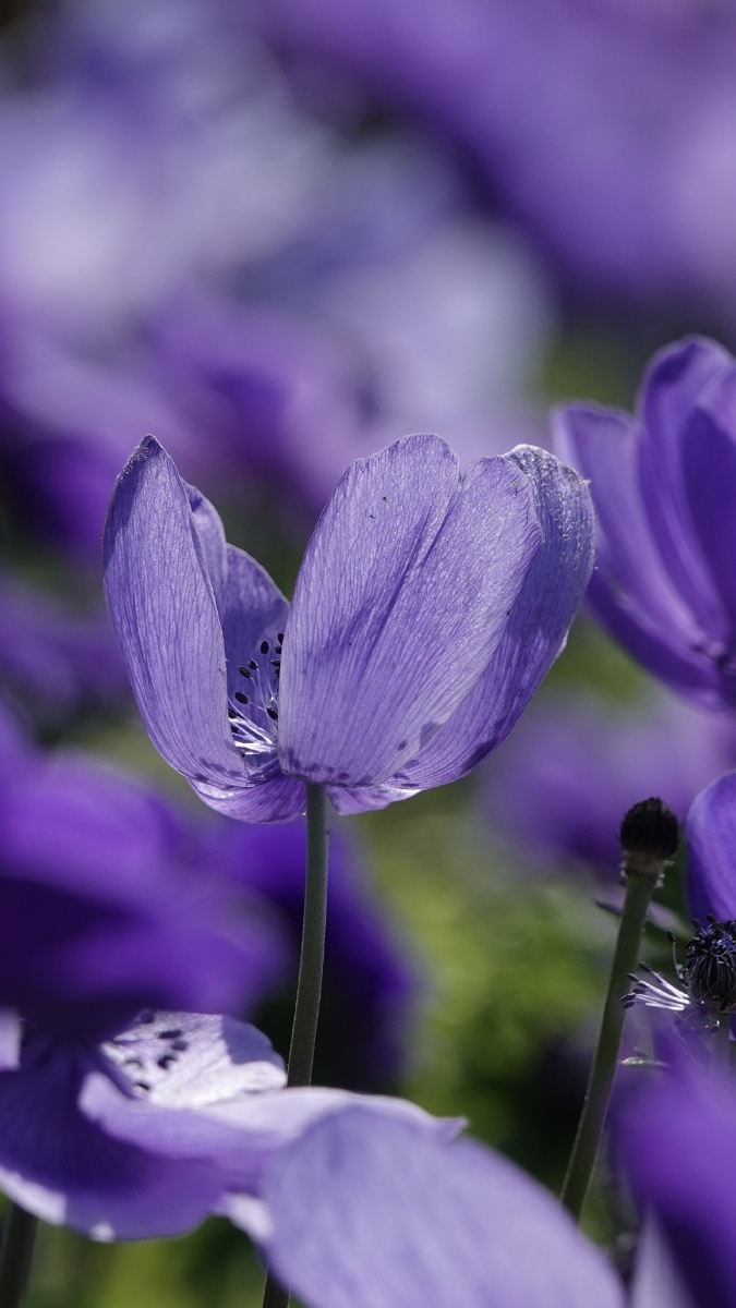 银莲花因似风所吹开放又名风之花以色列国花23月正值银莲花节近处观赏