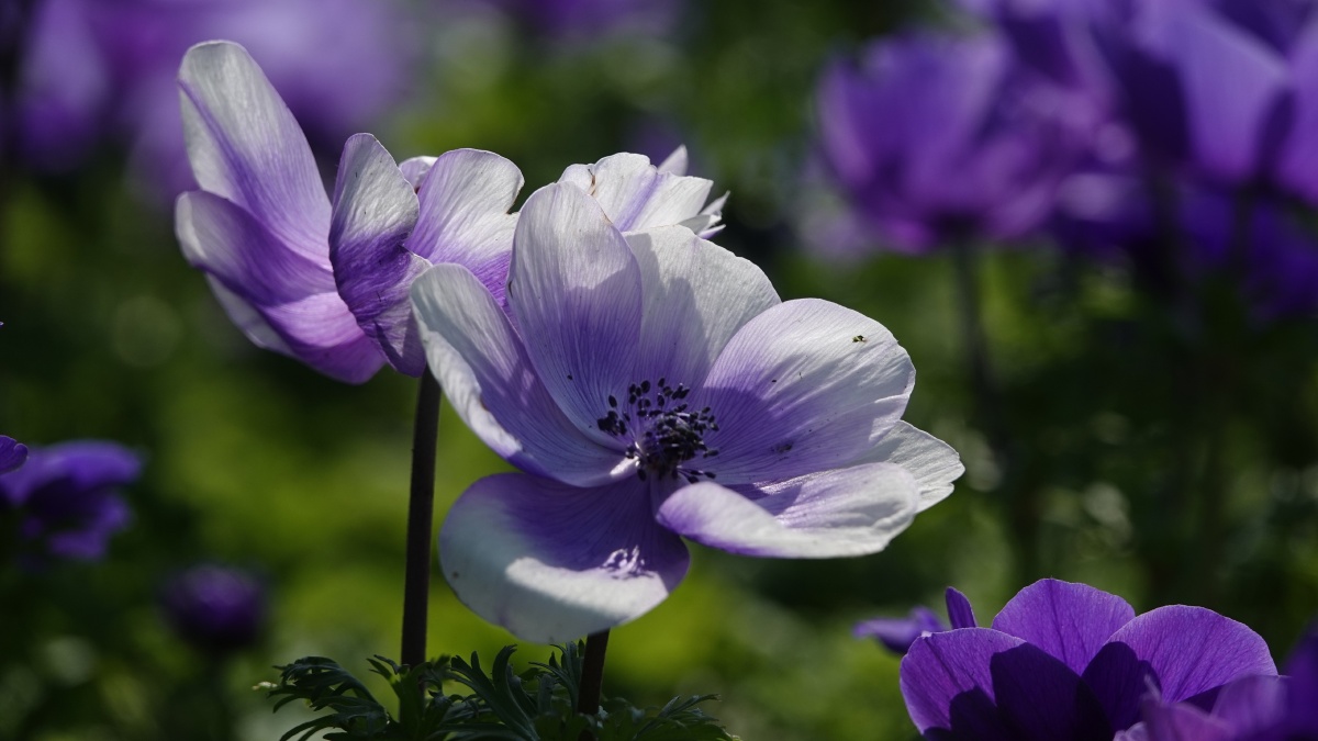 银莲花因似风所吹开放又名风之花以色列国花23月正值银莲花节近处观赏