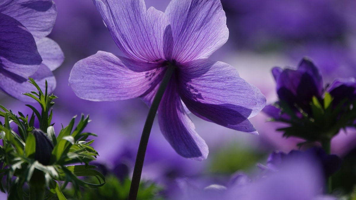 银莲花因似风所吹开放又名风之花以色列国花23月正值银莲花节近处观赏