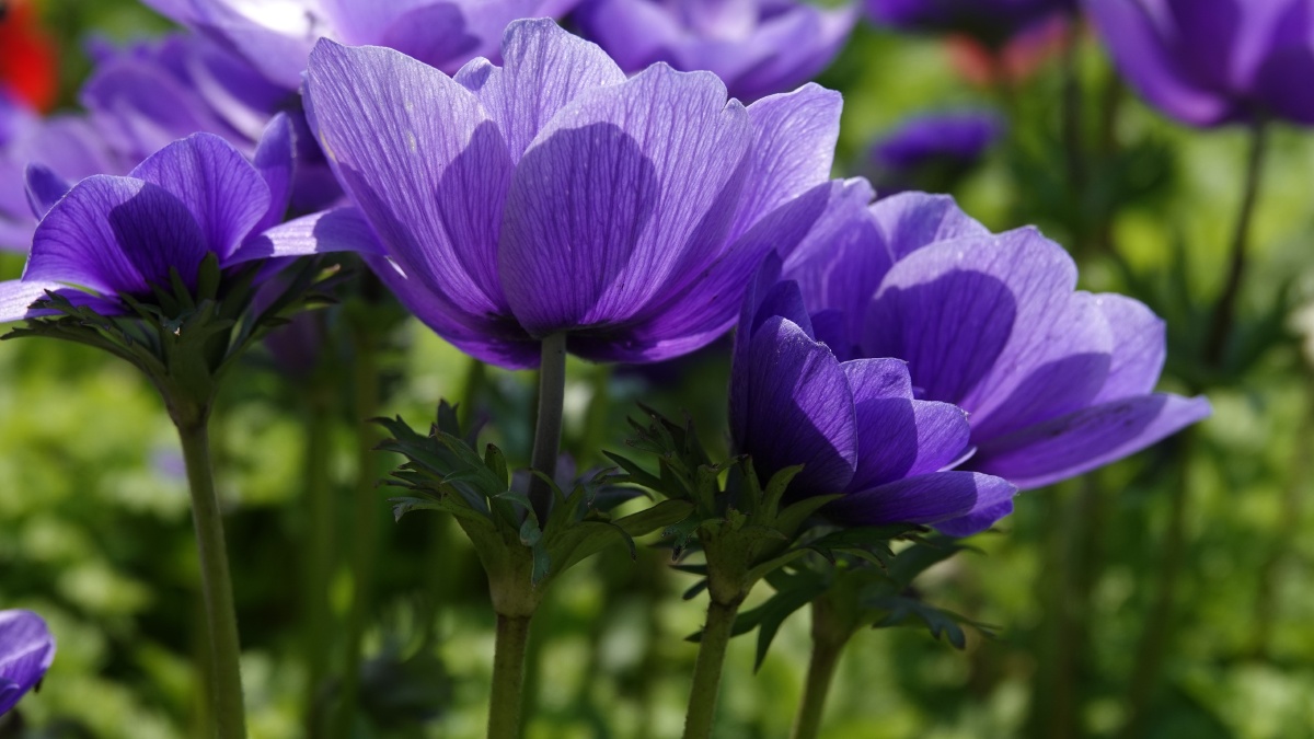 银莲花因似风所吹开放又名风之花以色列国花23月正值银莲花节近处观赏
