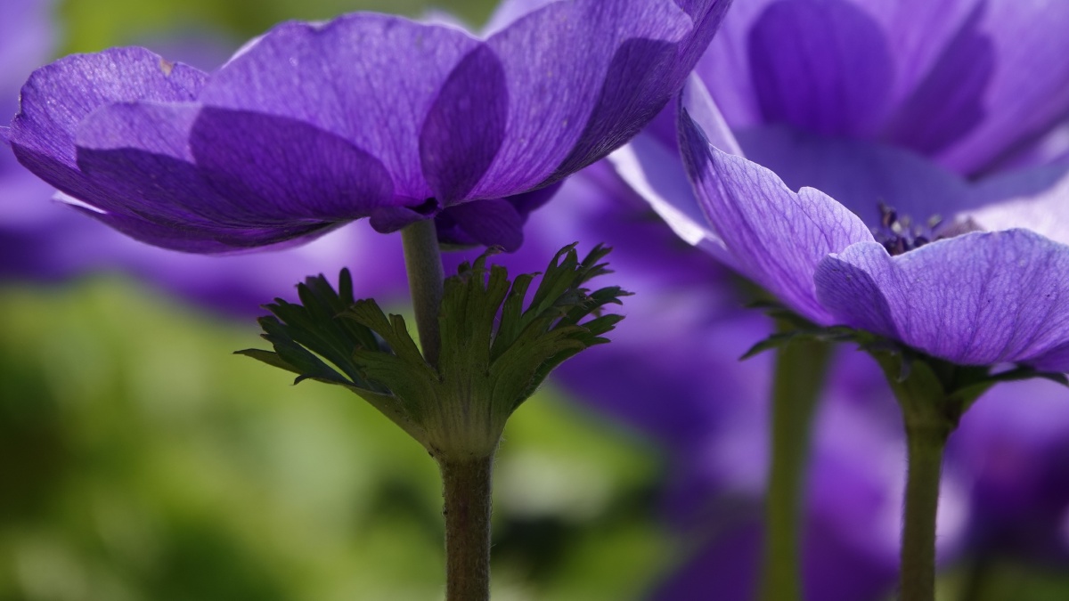 银莲花因似风所吹开放又名风之花以色列国花23月正值银莲花节近处观赏