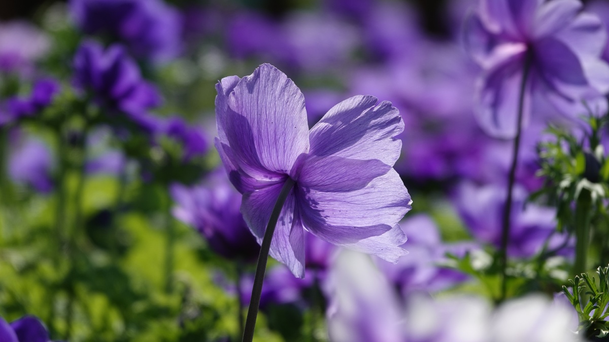银莲花因似风所吹开放又名风之花以色列国花23月正值银莲花节近处观赏