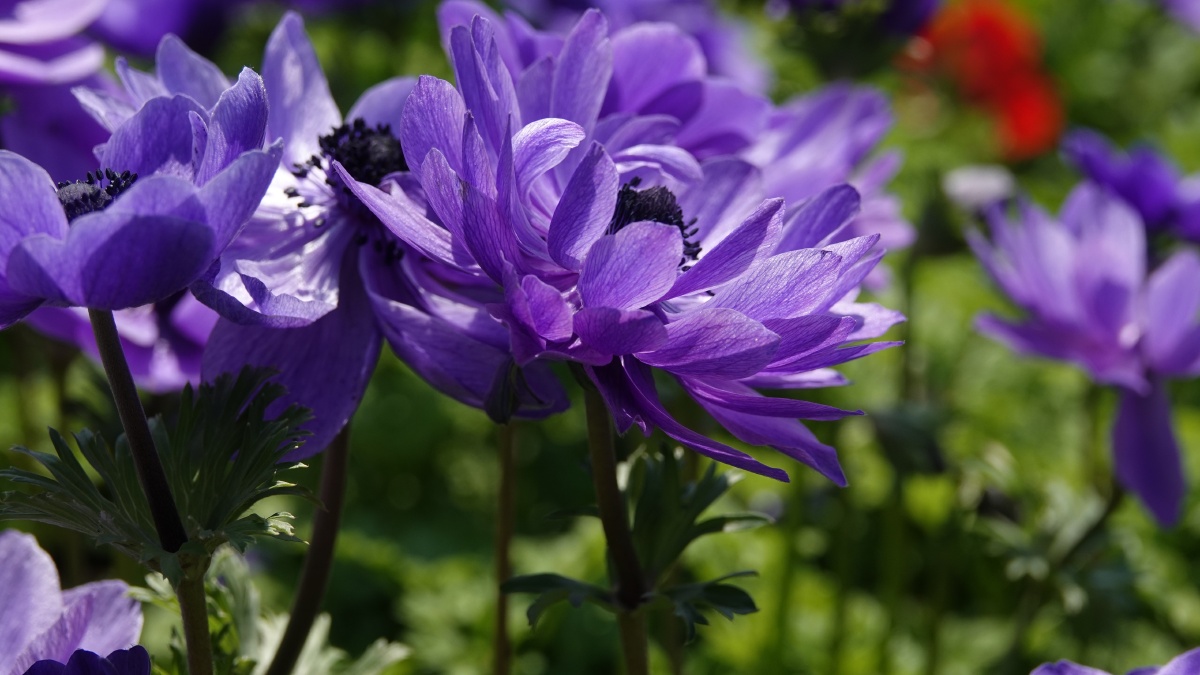 银莲花因似风所吹开放又名风之花以色列国花23月正值银莲花节近处观赏